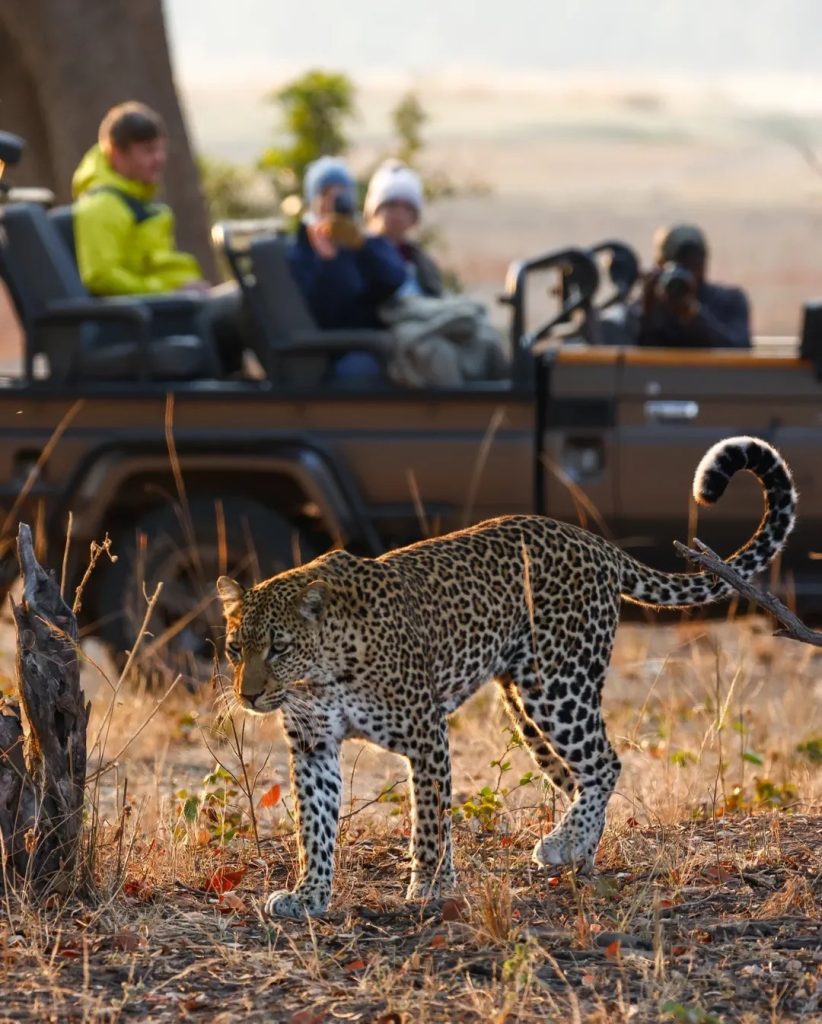 Travellers in a private safari vehicle observing a male leopard in Tanzania