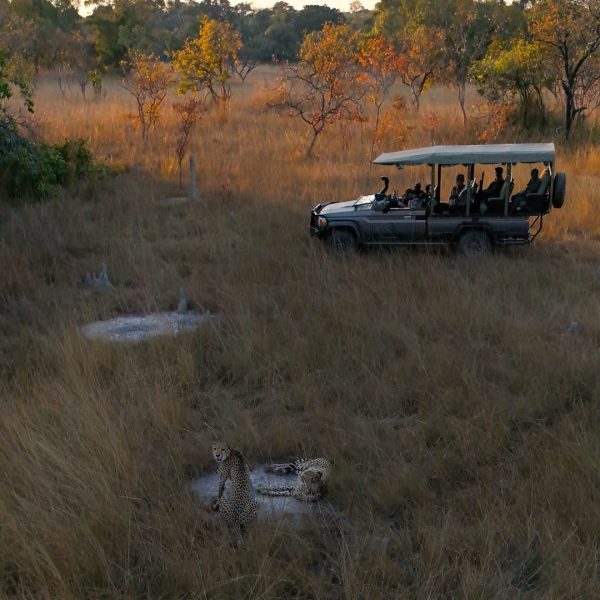 Women on an all-women safari Tanzania watching cheetahs from a private game drive vehicle
