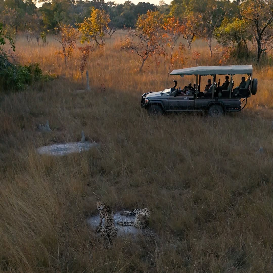 Women on an all-women safari Tanzania watching cheetahs from a private game drive vehicle