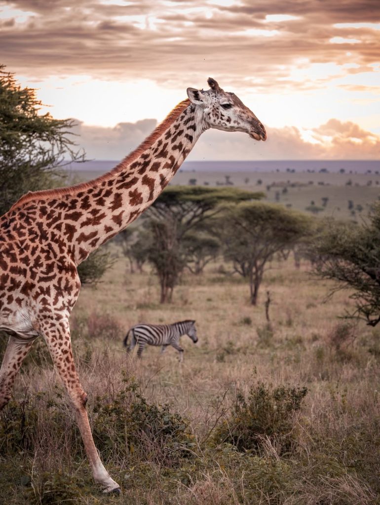 Giraffe walking across the open grasslands of Serengeti National Park, Tanzania
