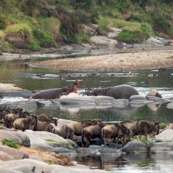 Luxury transformative safari Tanzania — wildlife drinking at the Tarangire River on an East Africa Safari Guides private departure
