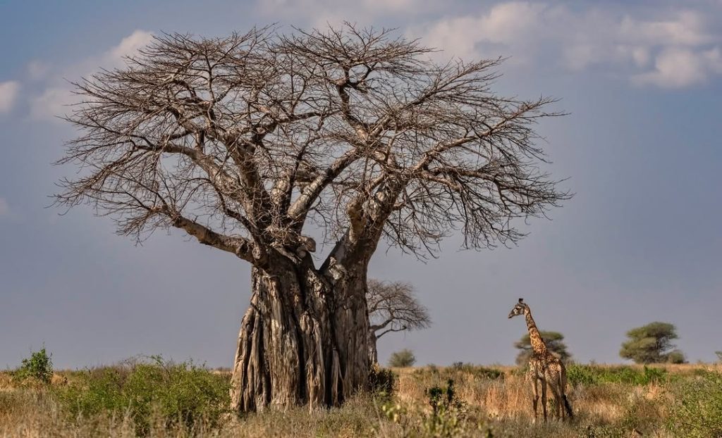 Tanzania southern circuit safari — ancient baobab trees in Ruaha National Park at dusk
