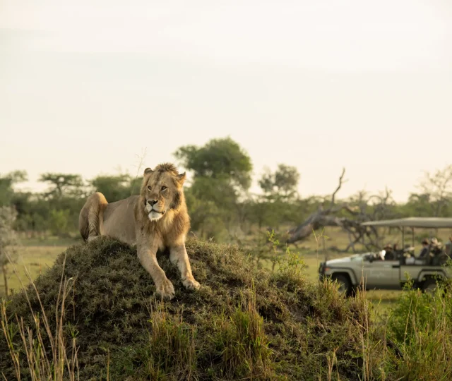 A male Lion lying on top of the small kopje's rock in Grumeti Private Concession in Serengeti National Park.